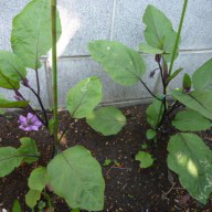 p10009021