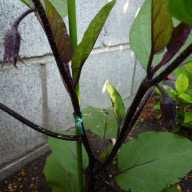 p10009032